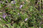 Butterflypea